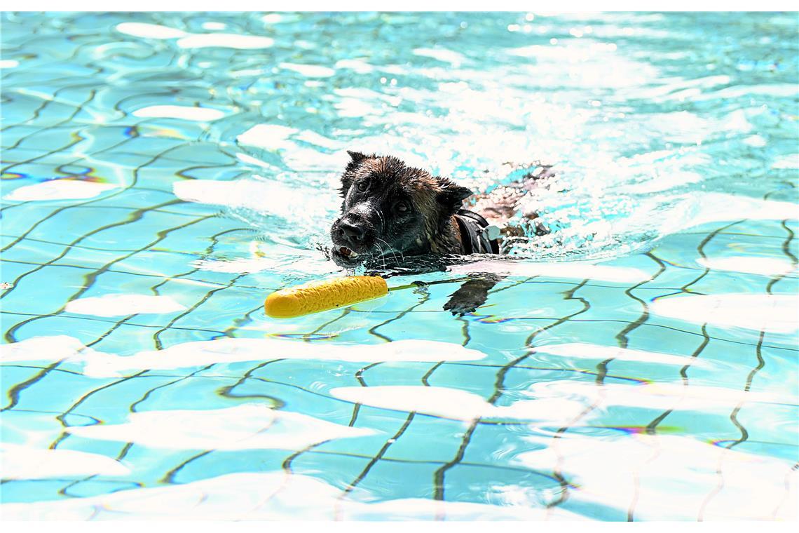 Hundeschwimmen im Freibad Wonnemar in Backnang zum Abschluß der Freibadsaison. S...