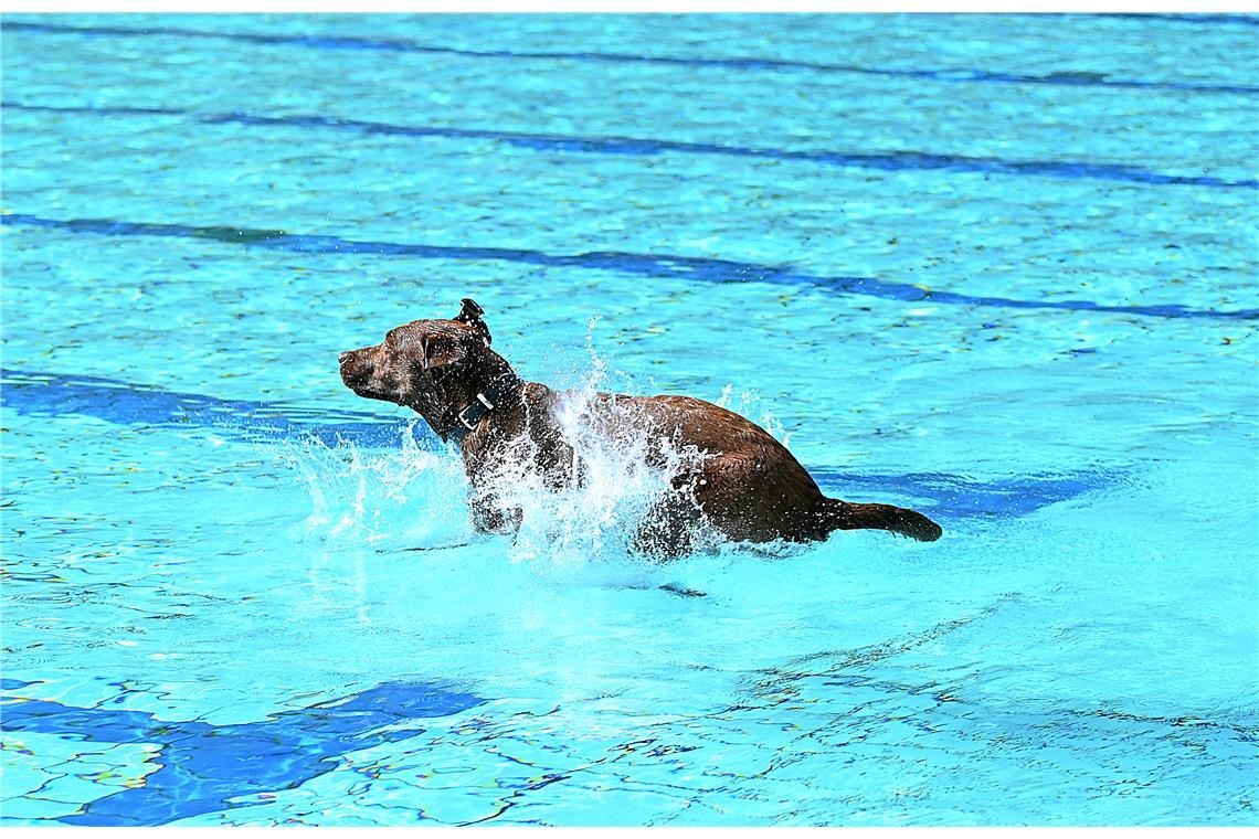 Hundeschwimmen im Freibad Wonnemar in Backnang zum Abschluß der Freibadsaison. S...