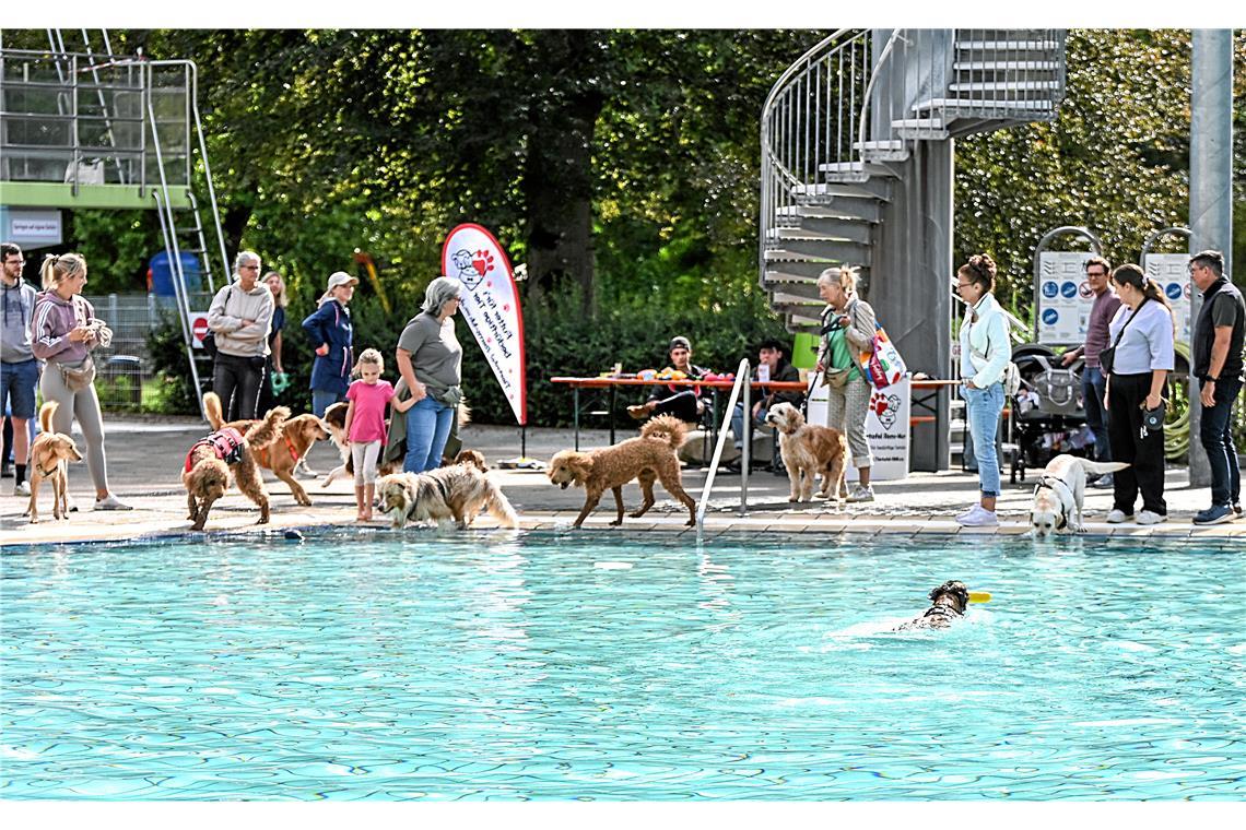 Hundeschwimmen im Freibad Wonnemar in Backnang zum Abschluß der Freibadsaison. S...