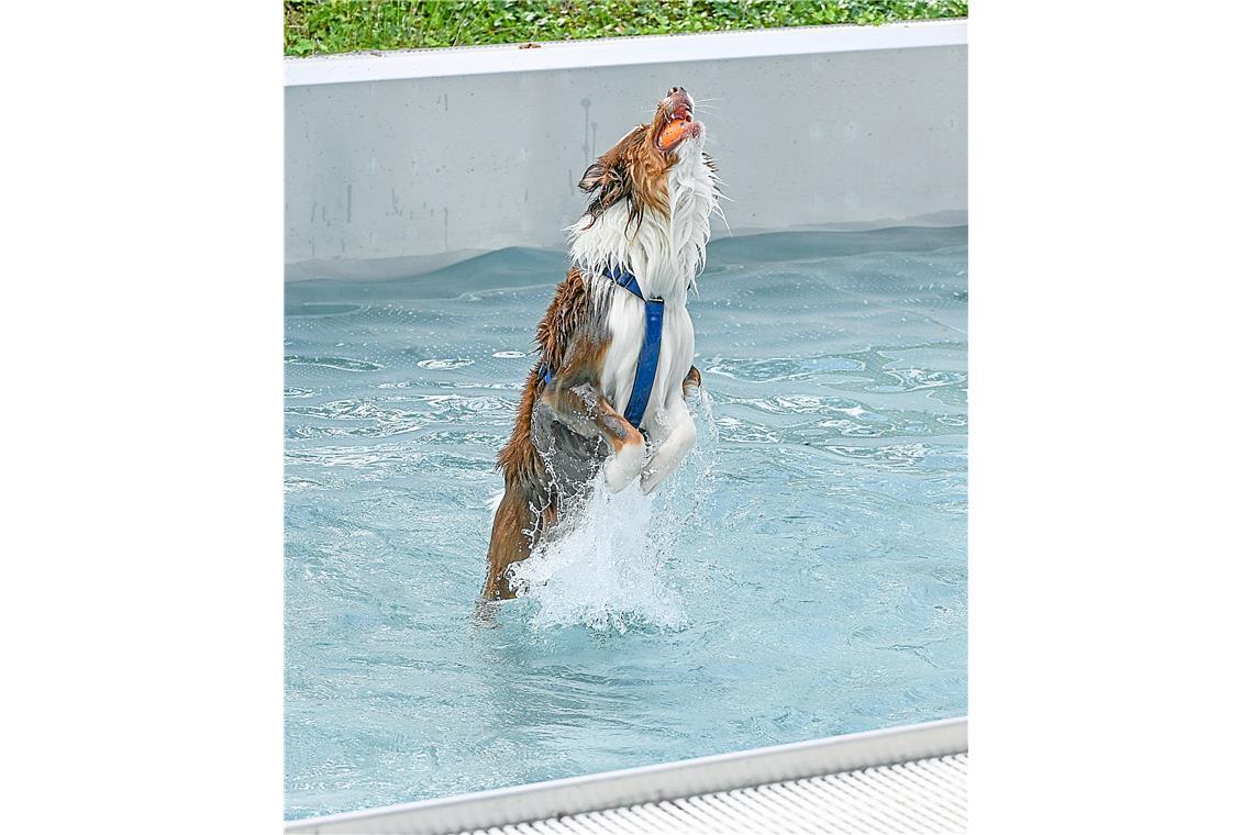 Hundeschwimmen im Freibad Wonnemar in Backnang zum Abschluß der Freibadsaison. S...