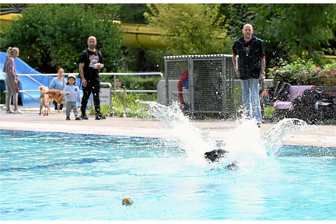Hundeschwimmen im Freibad Wonnemar in Backnang zum Abschluß der Freibadsaison. S...
