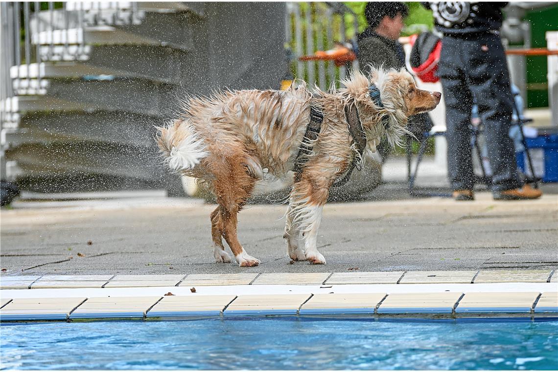 Hundeschwimmen im Freibad Wonnemar in Backnang zum Abschluß der Freibadsaison. S...