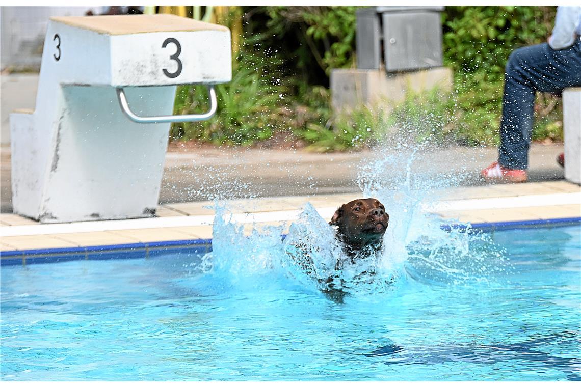 Hundeschwimmen im Freibad Wonnemar in Backnang zum Abschluß der Freibadsaison. S...