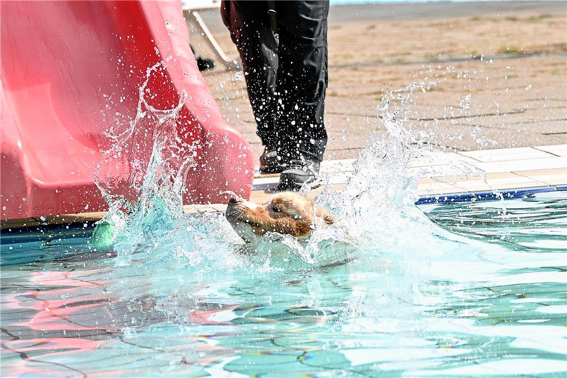 Hundeschwimmen im Freibad Wonnemar in Backnang zum Abschluß der Freibadsaison. S...