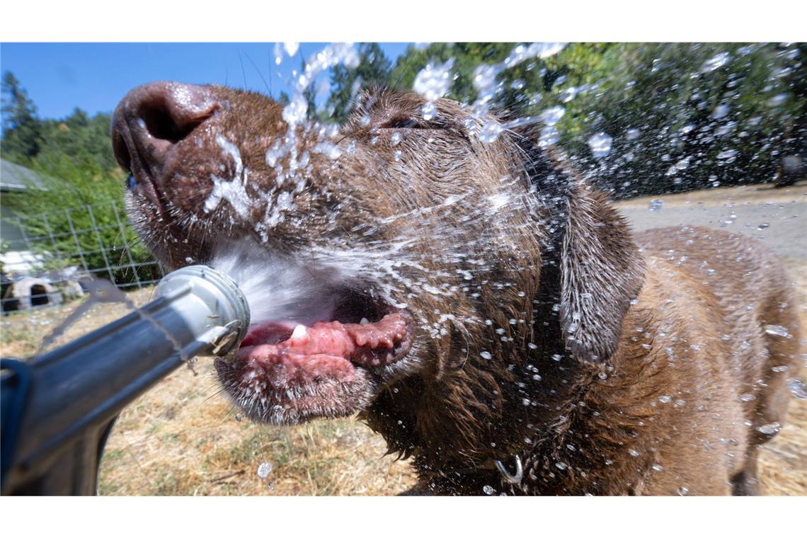 Hundstage: Bei extremen Temperaturen, wie sie derzeit in Deutschland herrschen, hilft nur eine kalte Dusche.
