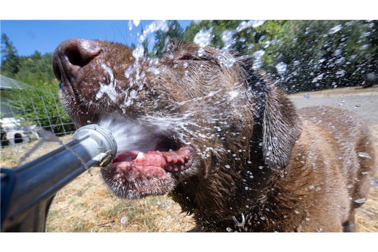 Hundstage: Bei extremen Temperaturen, wie sie derzeit in Deutschland herrschen, hilft nur eine kalte Dusche.