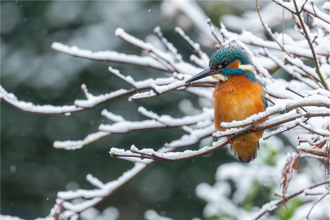 Hungriger Eisvogel