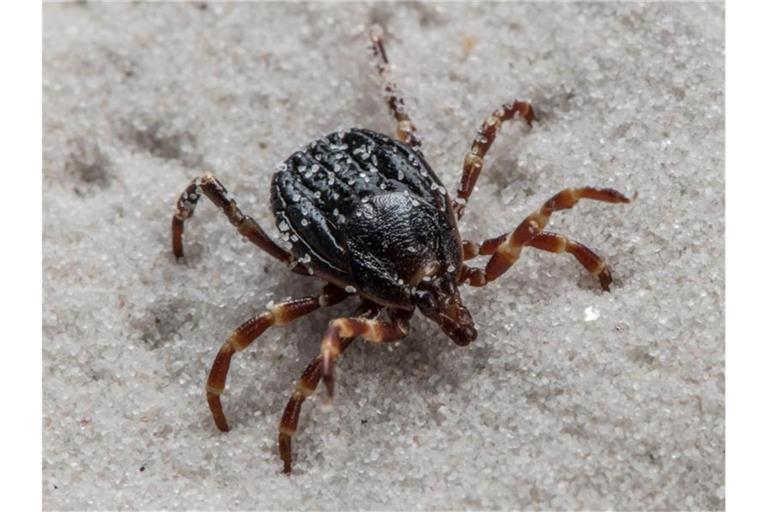 Hyalomma-Zecken können Träger des für Menschen unter Umständen sogar tödlichen Krim-Kongo-Virus sein. Foto: Andrea Schnartendorff/Robert Koch-Institut