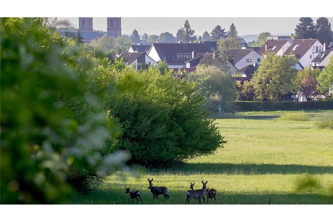 Idyll am Stadtrand von Bad Homburg