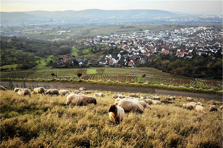 Idyllische Aussichten für die Coburger Fuchsschafe bieten der Korber und der Kleinheppacher Kopf. Fotos: Jessica Morfis