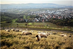 Idyllische Aussichten für die Coburger Fuchsschafe bieten der Korber und der Kleinheppacher Kopf. Fotos: Jessica Morfis