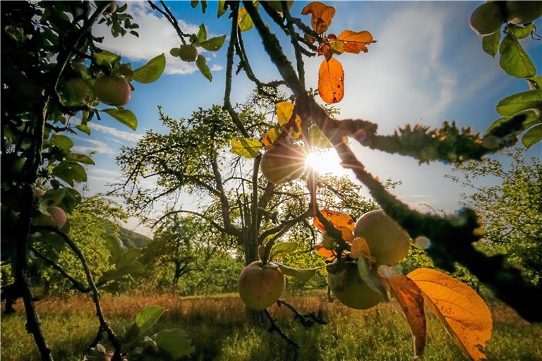 Idyllische Streuobstwiesen prägen die Landschaft mit den sanften Hügeln rund um Backnang. Und das soll so auch bleiben. Foto: A. Becher