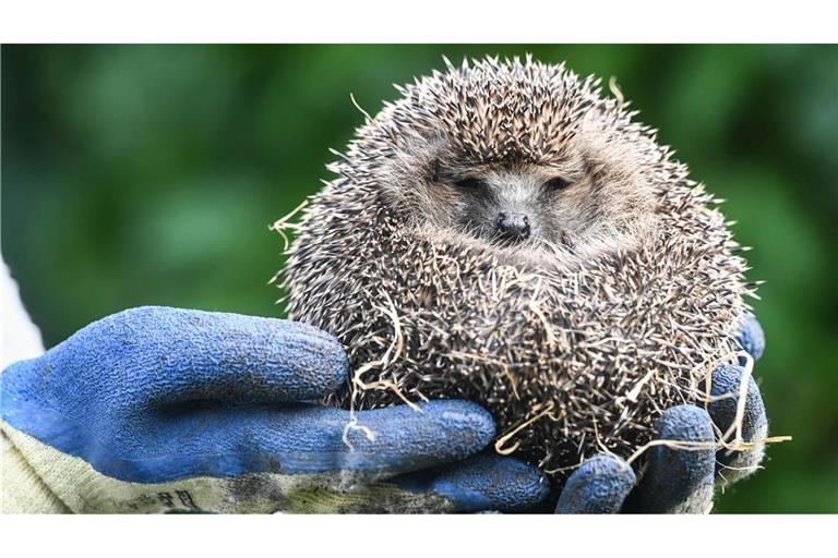 Igel können ganz einfach mit Handschuhen aus dem Wasser geholt werden. Sie können zwar schwimmen – sind aber schnell erschöpft. (Symbolbild)