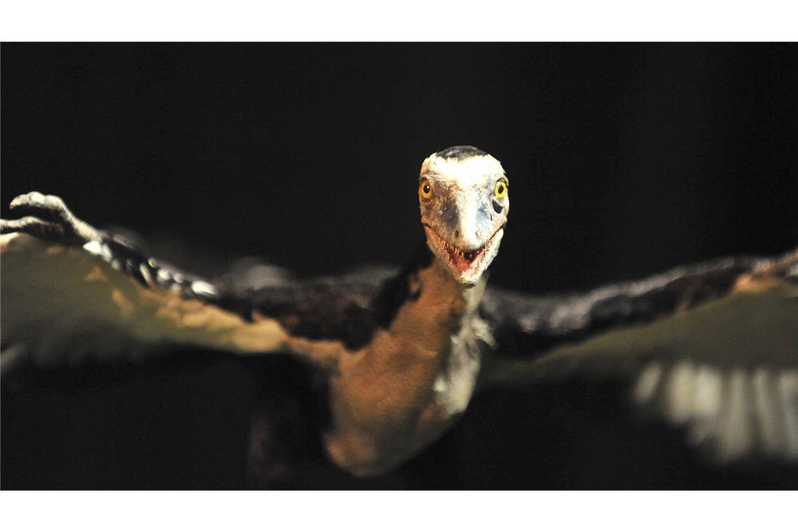 Archaeopteryx konnte fliegen wie ein Vogel und war doch ein Dinosaurier Ikone der Evolution: Der Archaeopteryx lebte vor 150 Millionen Jahren und war eine Mischung aus Dinosaurier und Vogel.