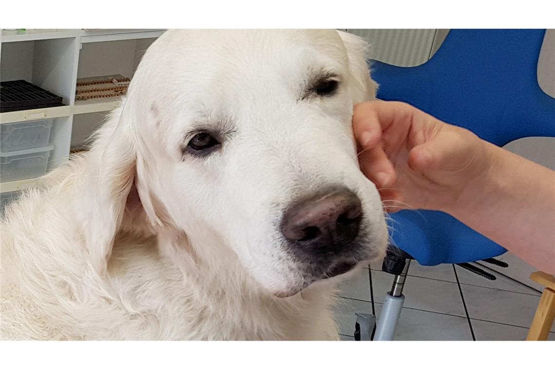 Trainierte Hunde können Parkinson erschnüffeln ILLUSTRATION - Ein Golden Retriever.