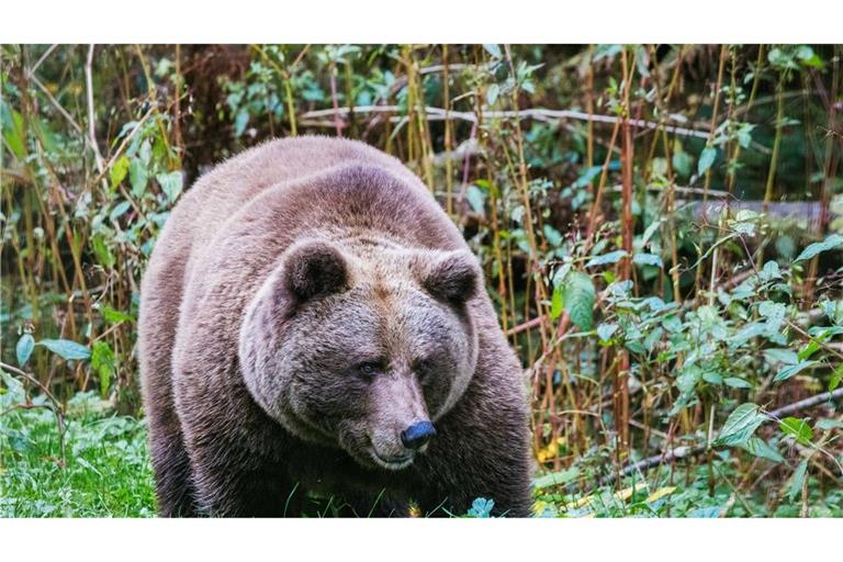 Im "Alternativen Wolf- und Bärenpark Schwarzwald" steht eine Bärin. Hier soll künftig auch die Bärin Gaia zuhause sein.