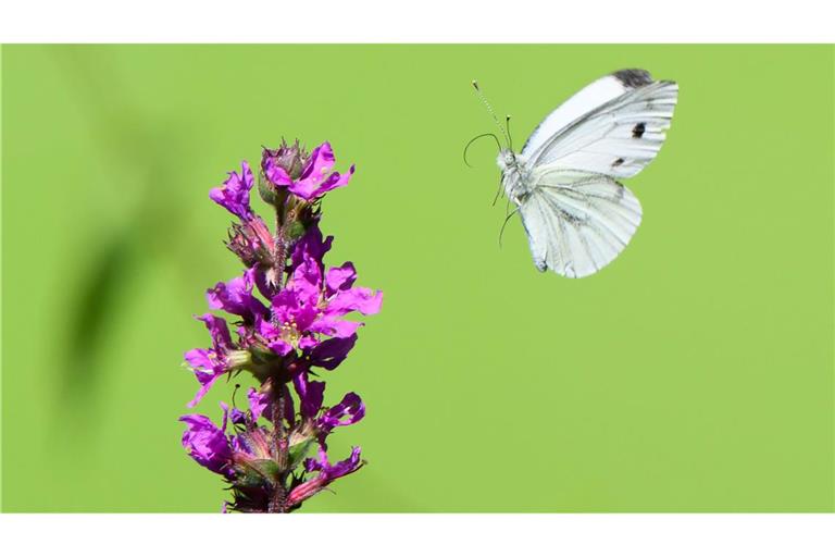 Im Anflug: Ein Kohlweißling fliegt im Naturschutzgebiet Leineaue bei Hannover auf eine Blüte zu.