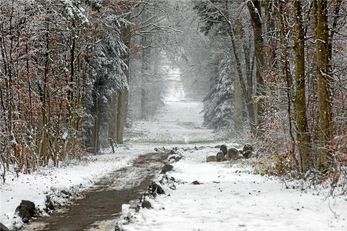 Im Backnanger Plattenwald herrscht nach dem Schneefall eine geheimnisvolle Stimmung.