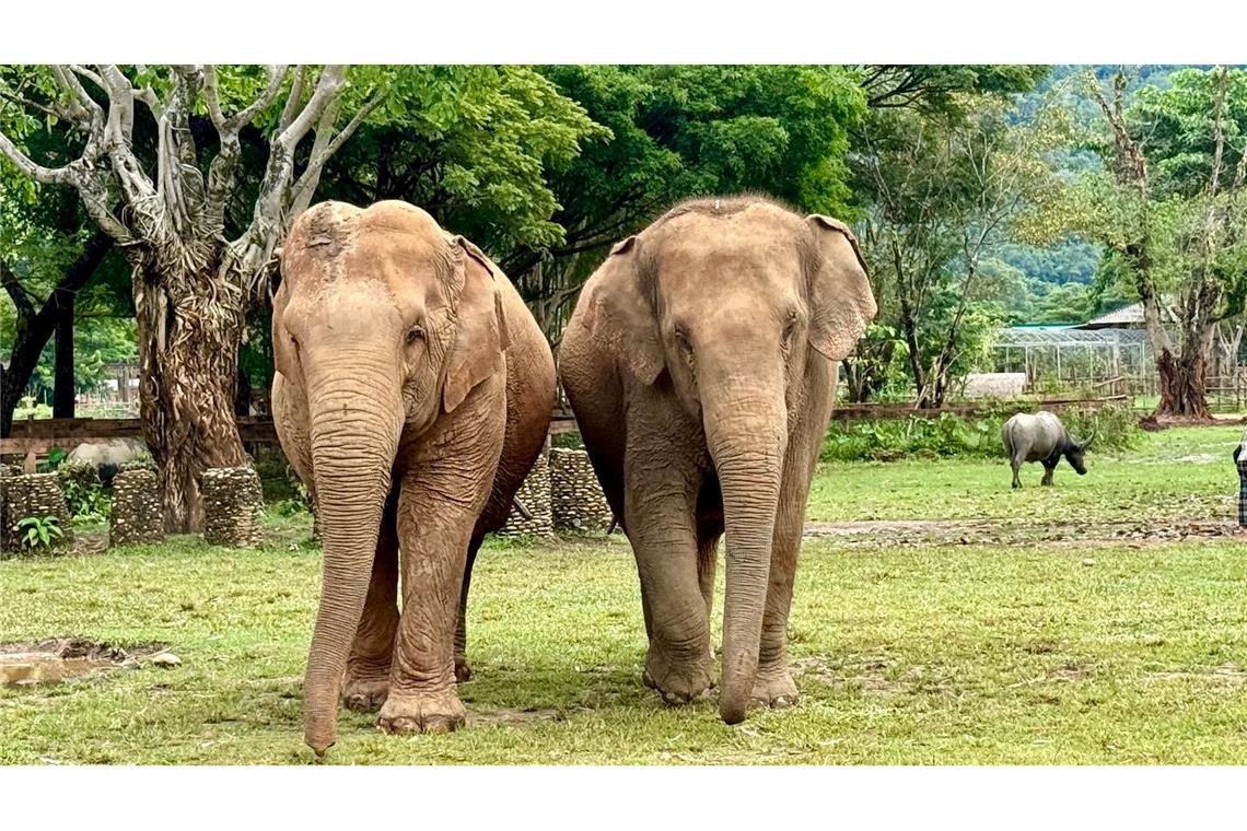 Im Elephant Nature Park können Elefanten nach Jahren der Ausbeutung neue Freundschaften schließen.