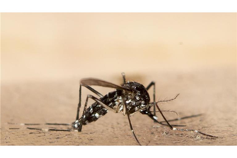Im Elsass hat sich ein Mensch bereits mit dem Virus angesteckt. (Symbolbild)