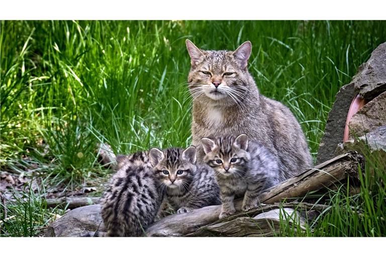 Im Erscheinungsbild ist die Wildkatze massiger und kraftvoller als die Hauskatze und sie hat in Relation zum Körper längere Beine. Europäische Wildkatzen leben vorwiegend in Wäldern.