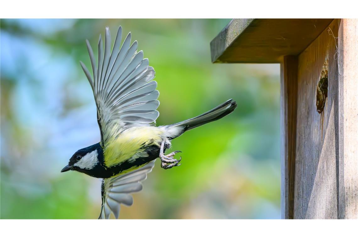 "Stunde der Gartenvögel" - Bevölkerung soll Vögel zählen Im Fokus der Mitmachaktion stehen vertraute und weit verbreitete Vogelarten wie Meisen, Finken, Rotkehlchen und Spatzen. (Archivbild)