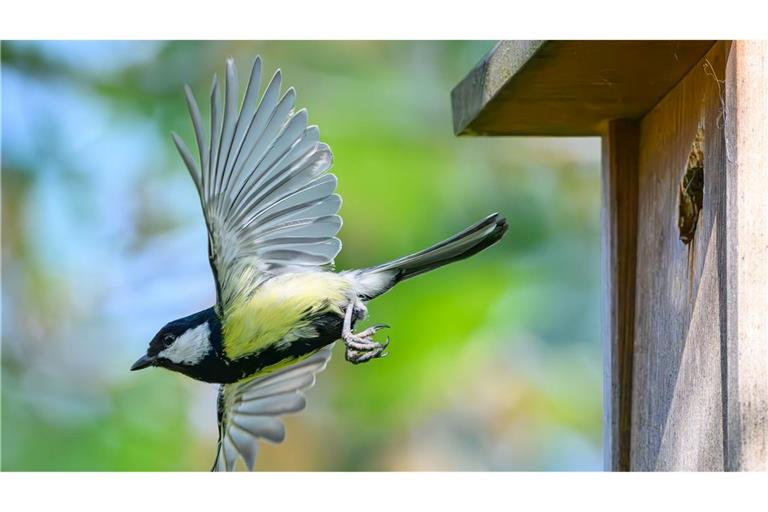 Im Fokus der Mitmachaktion stehen vertraute und weit verbreitete Vogelarten wie Meisen, Finken, Rotkehlchen und Spatzen. (Archivbild)