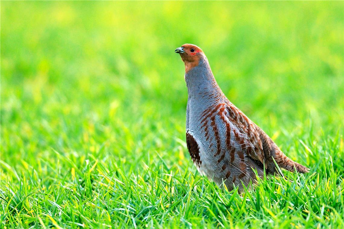 Im freien Feld fühlt sich das Rebhuhn wohl. Es läuft hier aber auch Gefahr, Fressfeinden zu begegnen. Foto: Adobe Stock/Ana Gram
