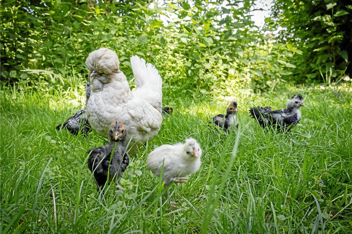 Im Garten von Familie Schopf in Waldrems sind auch Zwergpaduaner zu Hause.