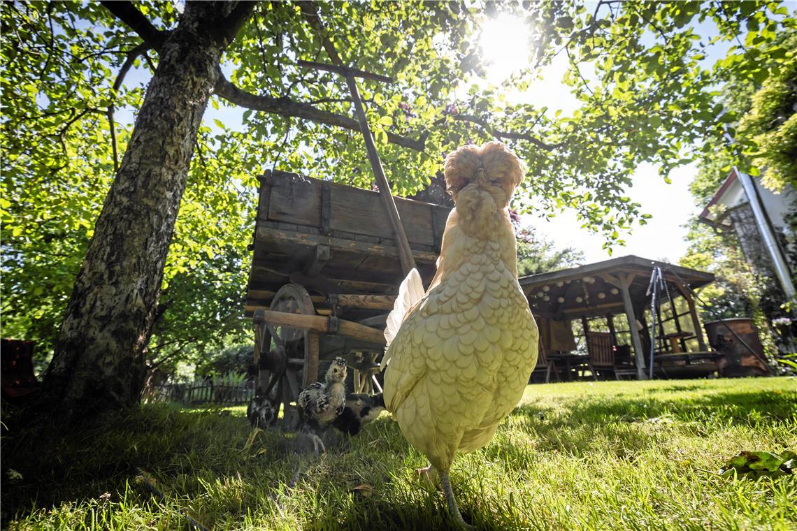 Im Garten von Familie Schopf in Waldrems sind auch Zwergpaduaner zu Hause.