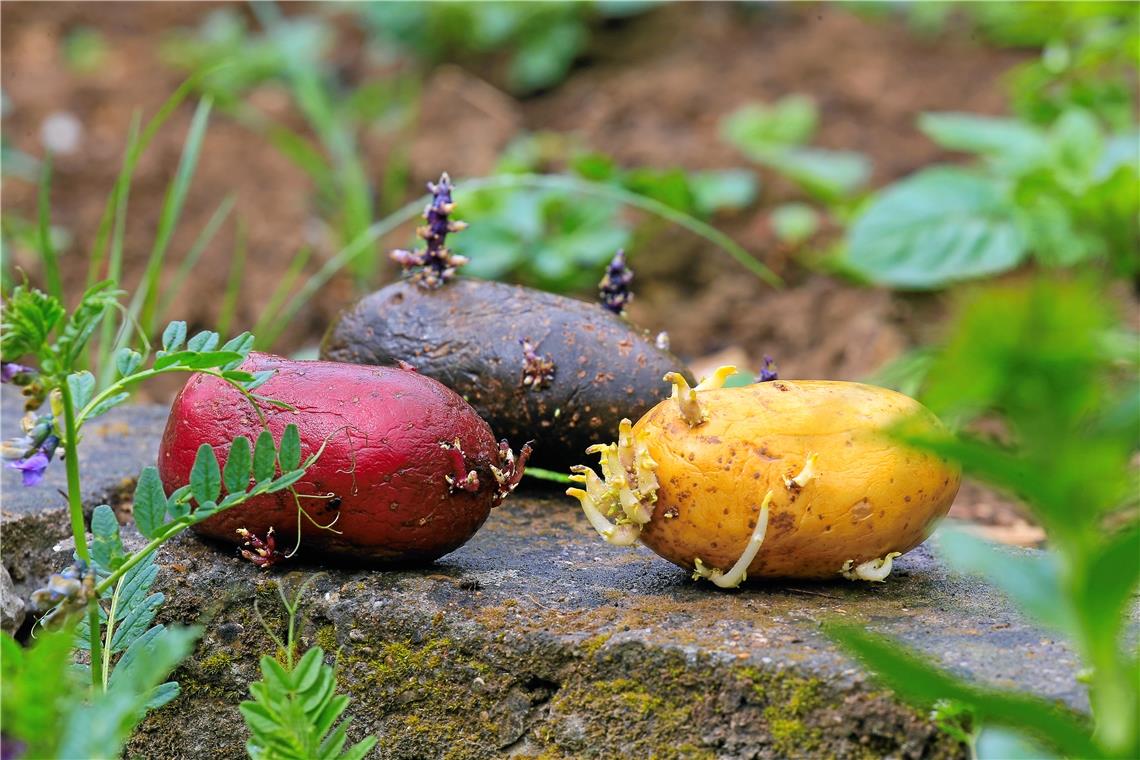 Bunte Bratkartoffeln sind der Favorit