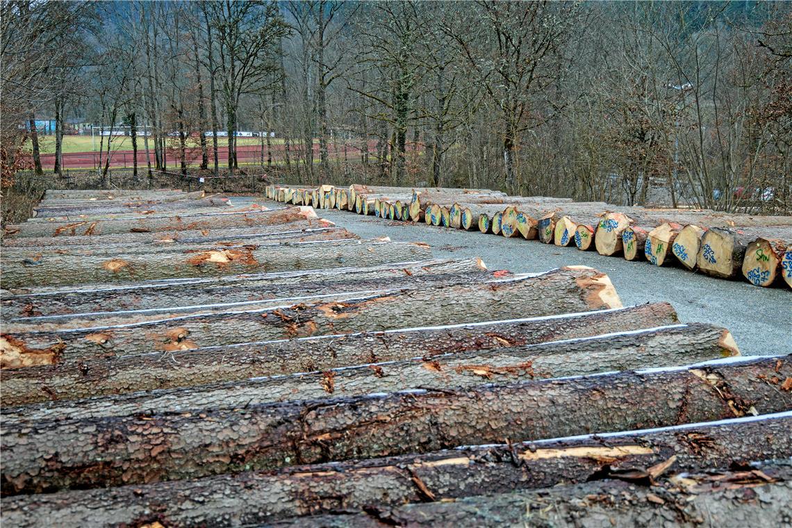 Im gesamten Gebiet der HVG sind 250000 Festmeter Holz angefallen, die zu einem Durchschnittspreis von über 105 Euro pro Festmeter vermarktet werden konnten. Foto: Stefan Bossow
