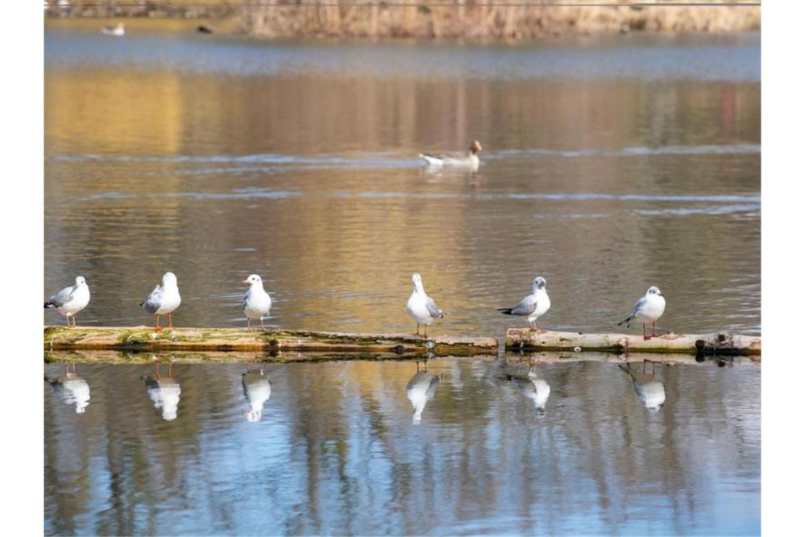 Faktencheck: Wann ist der Frühling endlich da? Im großen Garten in Dresden sitzen sechs Möwen auf Holzbalken im Wasser, während im Hintergrund eine Ente schwimmt. Foto: Daniel Schäfer/dpa-Zentralbild/dpa