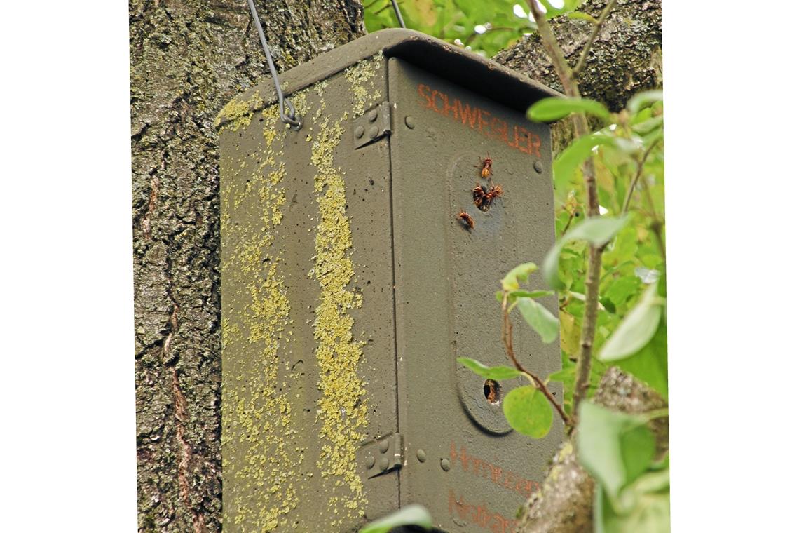 Im Hornissenkasten fliegen trotz des Herbstwetters noch immer Hornissen ein und aus.