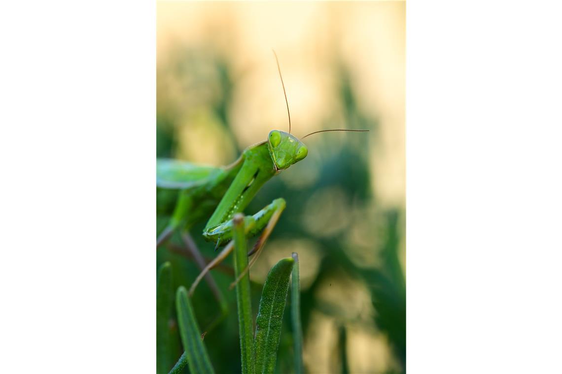 Im Industriegebiet Lerchenäcker posiert sie für die Kamera. Foto: Heiko Rau