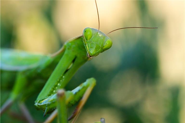 Im Industriegebiet Lerchenäcker posiert sie für die Kamera. Foto: Heiko Rau