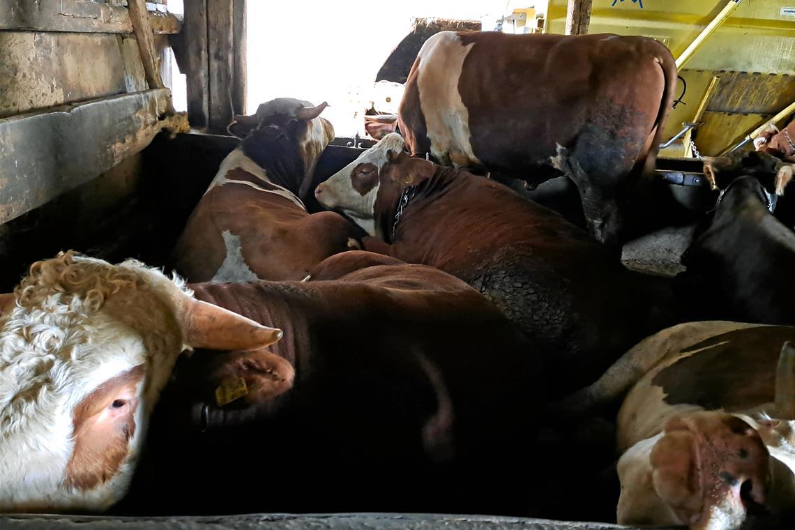 Peta zeigt Rinderhalter im Rems-Murr-Kreis an Im Jahr 2022 hatte Peta schon einmal einen Betrieb aus Backnang im Visier. Archivbild: PETA Deutschland e.V.