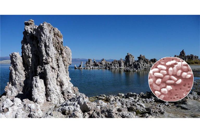 Im kalifornischen Mono Lake hatten Forscher im Jahr 2010 Bakterien entdeckt, die Arsen statt Phosphor in ihre DNA einbauen können. So jedenfalls dachte man damals.