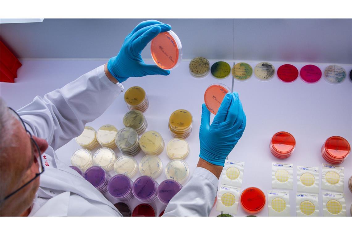 Woher stammen die Ehec-Infektionen im Nordosten? Im Labor des Landesamts für Landwirtschaft, Lebensmittelsicherheit und Fischerei in Rostock untersucht ein Mitarbeiter Trägerplatten mit dem Bakterium bacillus cereus. Anhand der Proben können Mitarbeiter die Art und Anzahl von Keimen bei getesteten Lebensmitteln bestimmen. Derzeit werden verstärkt Proben auf Ehec untersucht.