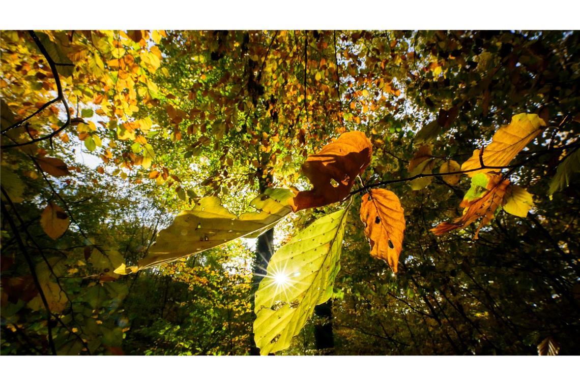 Im Laufe der Woche sind mancherorts Temperaturen bis 20 Grad möglich