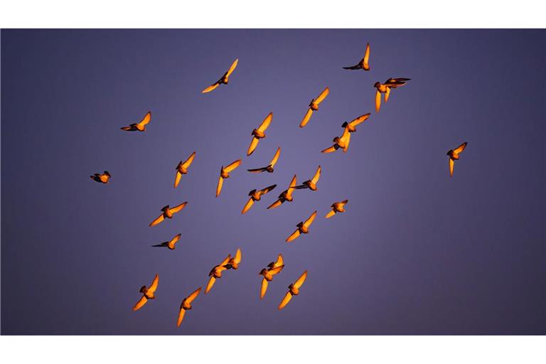 Im Licht der Morgensonne leuchten die Flügel von Tauben, die am Himmel über der Stadt Cottbus fliegen.