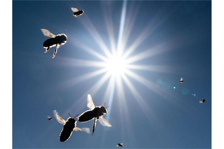 Im Licht der Nachmittagssonne am blauen Himmel. Foto: Frank Rumpenhorst/dpa