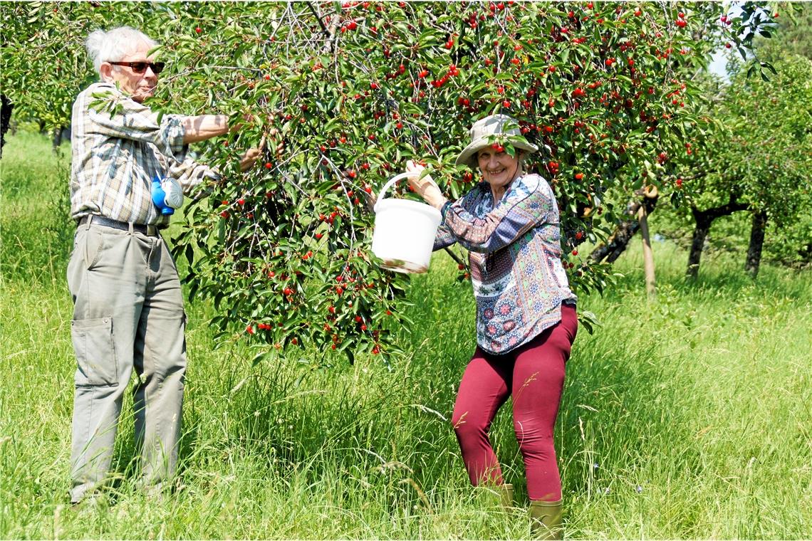 Im lichtdurchfluteten Kirschenhain pflücken Susanne und Heinrich Schneider die Kirschen von einem der Bäume, die am Kurzacher Sonnenhang stehen. Foto: U. Gruber