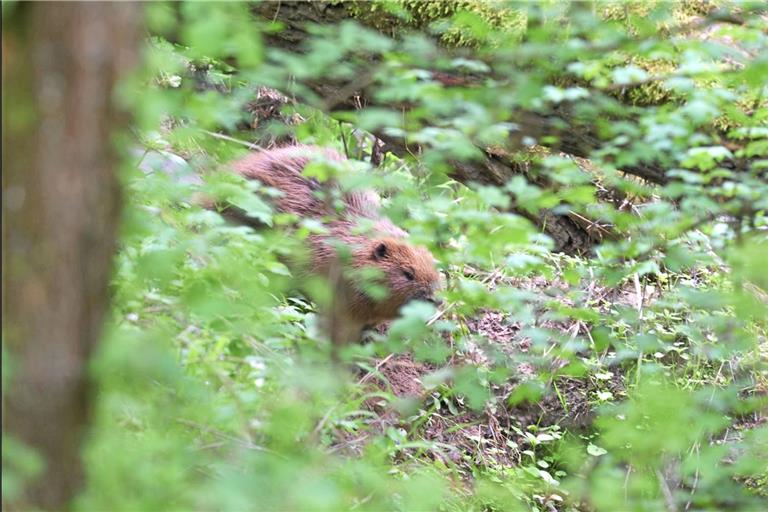 Im Mai ist es Stefan Gräter gelungen, einen Biber in Backnang zu fotografieren. Foto: S. Gräter