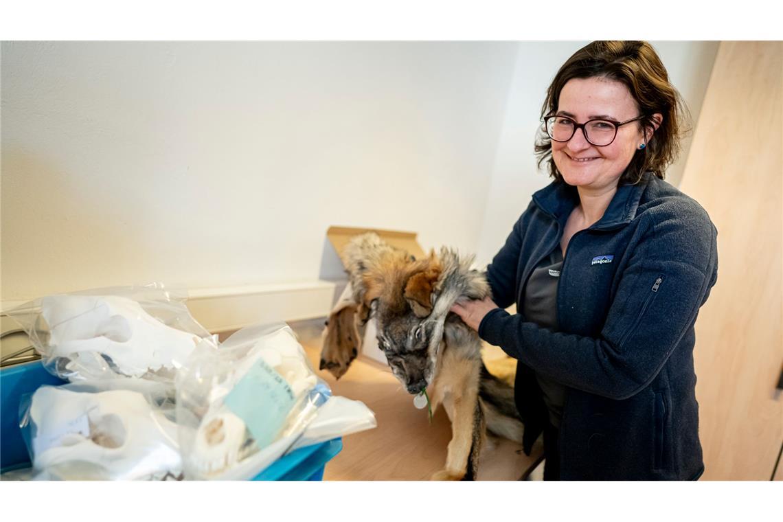 Im Naturkundemuseum werden die Teile einer großen Wolfs-Sammlung in Kisten und Kartons verstaut.