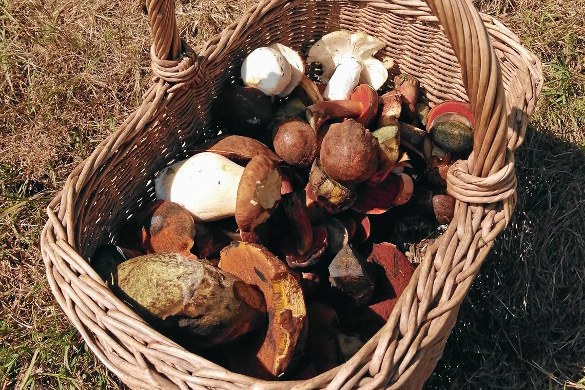Pilzberatung in Murrhardt Im Naturpark kann die Suche sehr ergiebig sein. Im Korb von Beate Siegel sind Steinpilze, Flockenstielige Hexenröhrlinge, Täublinge und Maronenröhrlinge zu sehen.