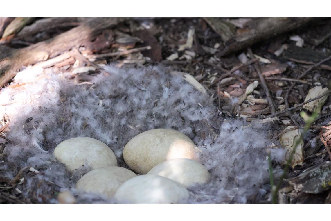 Gänsekot auf Liegewiesen – liegt die Lösung bei den Eiern? Im Nest einer Kanadagans können fünf oder auch mehr Eier liegen.