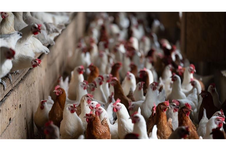 Im nördlichen Enzkreis herrscht Stallpflicht. (Symbolbild)