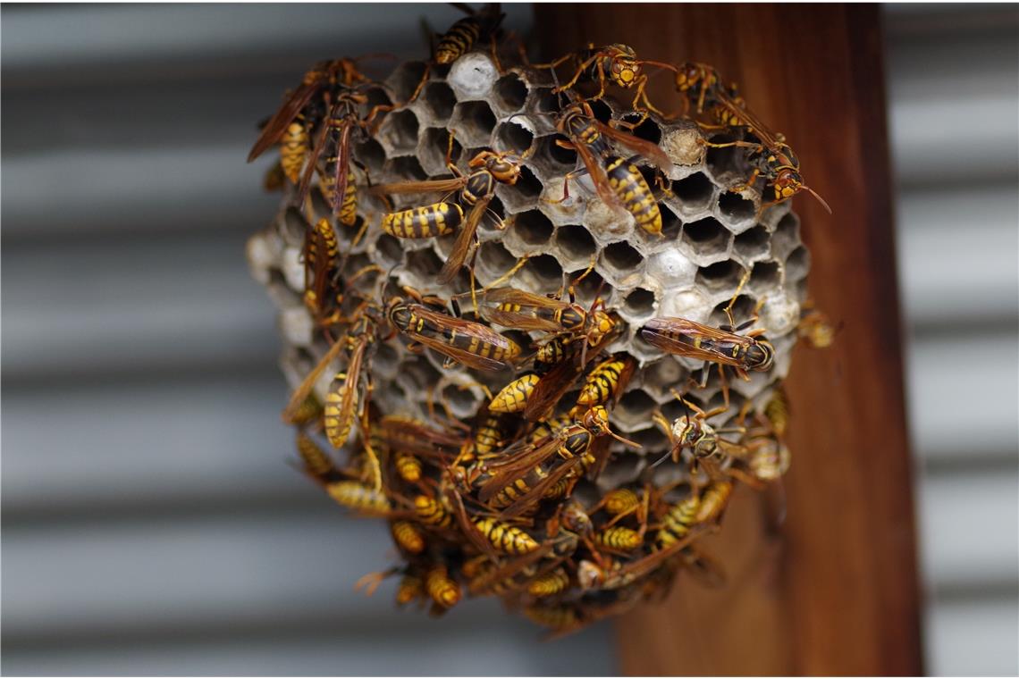 Im Normalfall bauen die Wespen jedes Jahr ein neues Nest. Allerdings kann es vorkommen, dass in der Nähe des alten Nestes ein neues entsteht, vor allem, wenn es sich um eine geschützte Stelle handelt. Foto: Stock-Adobe/Sonoya