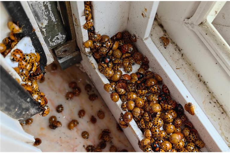 Im Oktober häufen sich Marienkäfer auf Fensterbänken, Wänden und sogar in Wohnungen. Welche Gründe dahinterstecken, warum sie jetzt in Gruppen auftreten und was das für Mensch und Natur bedeutet.